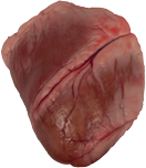 Le coeur